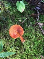 Hygrocybe coccinea