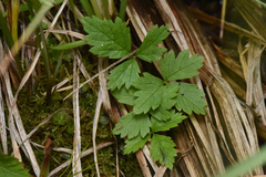 Tiarella trifoliata