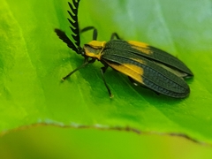 Caenia interrupta