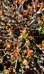 Pseudanthus divaricatissimus