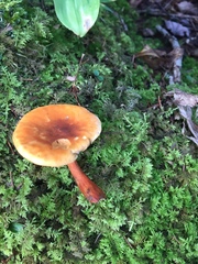 Hygrocybe coccinea