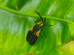 Caenia interrupta