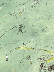 Sepioteuthis sepioidea