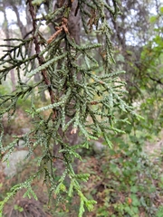 Juniperus deppeana