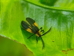 Caenia interrupta