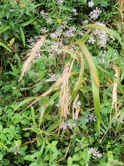 Elymus canadensis