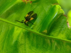 Caenia interrupta