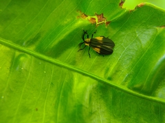 Caenia interrupta