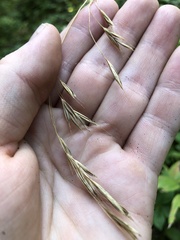Bromus vulgaris