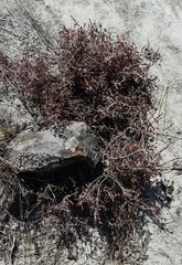 Pseudanthus divaricatissimus