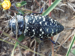 Lampetis dilaticollis