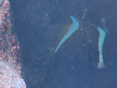 Heniochus varius