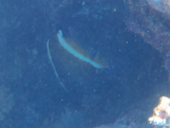 Heniochus varius