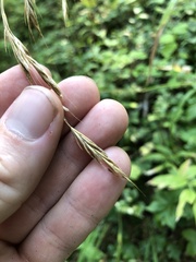 Bromus vulgaris
