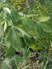 Ptelea trifoliata