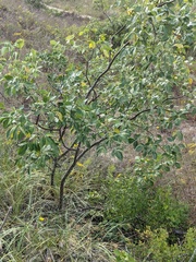 Ptelea trifoliata