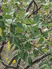 Ptelea trifoliata