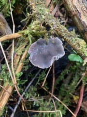 Entolomataceae