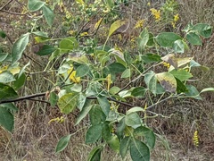 Ptelea trifoliata