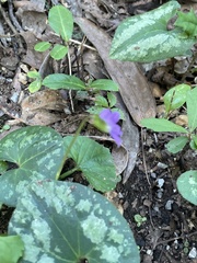Viola sororia