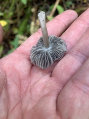 Entolomataceae