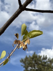 Fraxinus anomala