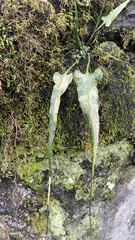 Asplenium rhizophyllum
