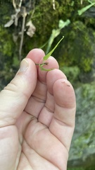Asplenium rhizophyllum