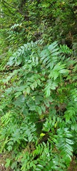 Sorbus decora