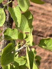 Fraxinus anomala