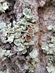 Flavoparmelia caperata