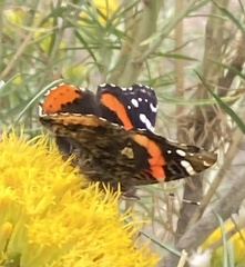 Vanessa atalanta