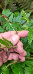 Sorbus decora
