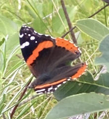 Vanessa atalanta