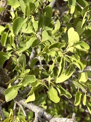 Fraxinus anomala