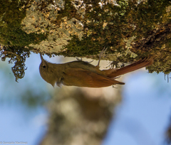 Sittasomus griseicapillus