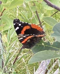 Vanessa atalanta