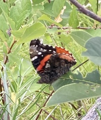 Vanessa atalanta