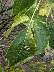 Ptelea trifoliata