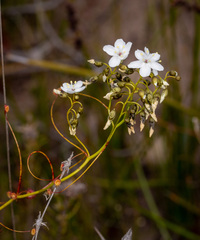 Drosera pallida