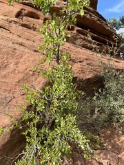 Fraxinus anomala