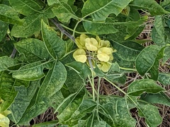 Ptelea trifoliata