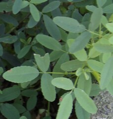 Melilotus officinalis