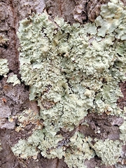 Flavoparmelia caperata