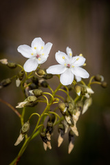 Drosera pallida