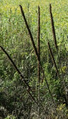 Verbascum