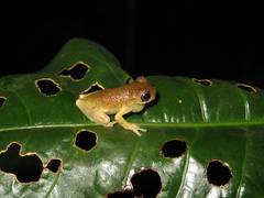 Dendropsophus