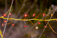 Drosera pallida