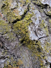 Candelariella efflorescens