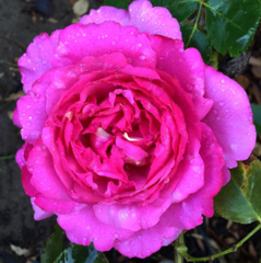 Rosa